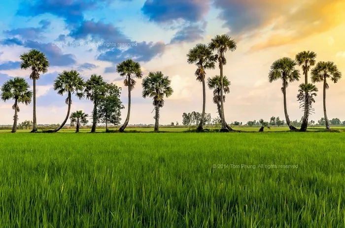 Du lịch An Giang - ngắm những ô màu trên cánh đồng Tà Pạ Du lịch An Giang ngắm những ô màu trên cánh đồng Tà Pạ