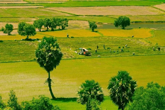 Du lịch An Giang - ngắm những ô màu trên cánh đồng Tà Pạ Du lịch An Giang ngắm những ô màu trên cánh đồng Tà Pạ
