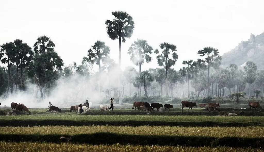 Du lịch An Giang - ngắm những ô màu trên cánh đồng Tà Pạ Du lịch An Giang ngắm những ô màu trên cánh đồng Tà Pạ