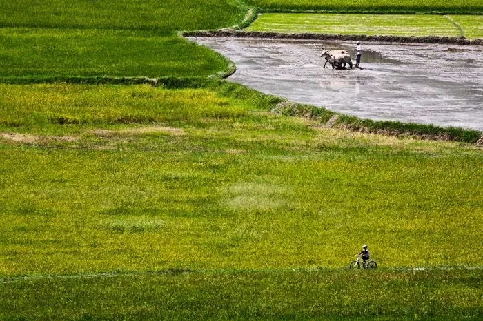 Du lịch An Giang - ngắm những ô màu trên cánh đồng Tà Pạ Du lịch An Giang ngắm những ô màu trên cánh đồng Tà Pạ