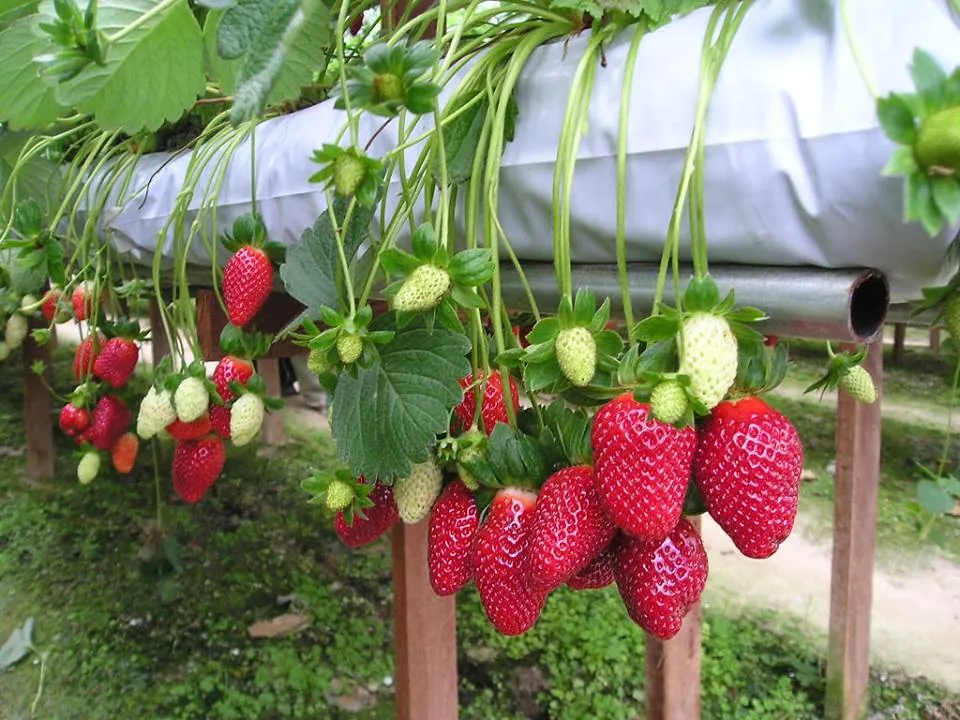Du lịch Đà Lạt ghé thăm vườn dâu tây chín mọng