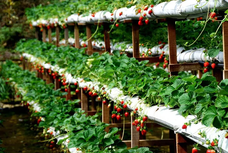 Du lịch Đà Lạt ghé thăm vườn dâu tây chín mọng