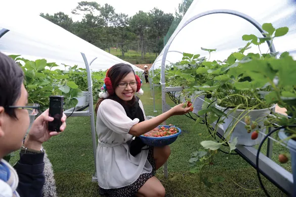 Du lịch Đà Lạt ghé thăm vườn dâu tây chín mọng