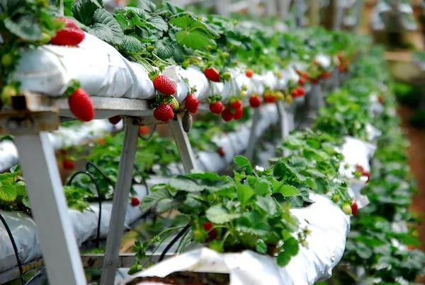Du lịch Đà Lạt ghé thăm vườn dâu tây chín mọng
