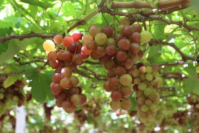 Du lịch Ninh Thuận có gì mà thu hút đến thế? Du lịch Ninh Thuận có gì mà thu hút đến thế