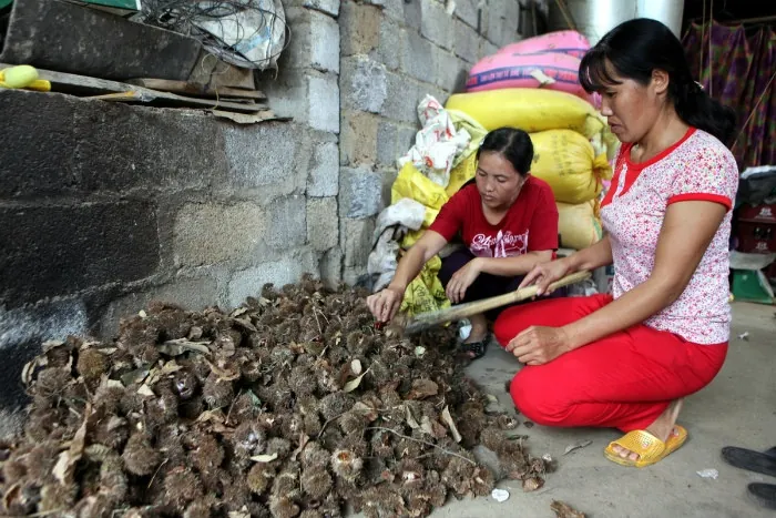 Hạt dẻ Trùng Khánh Món quà đặc sản ở Cao Bằng