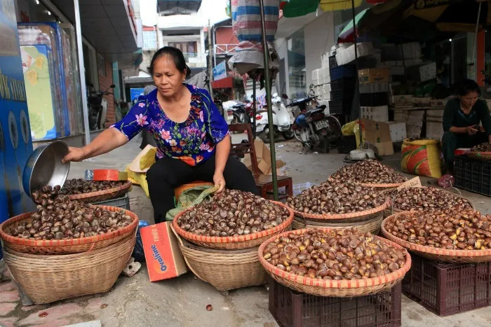 Hạt dẻ Trùng Khánh Món quà đặc sản ở Cao Bằng