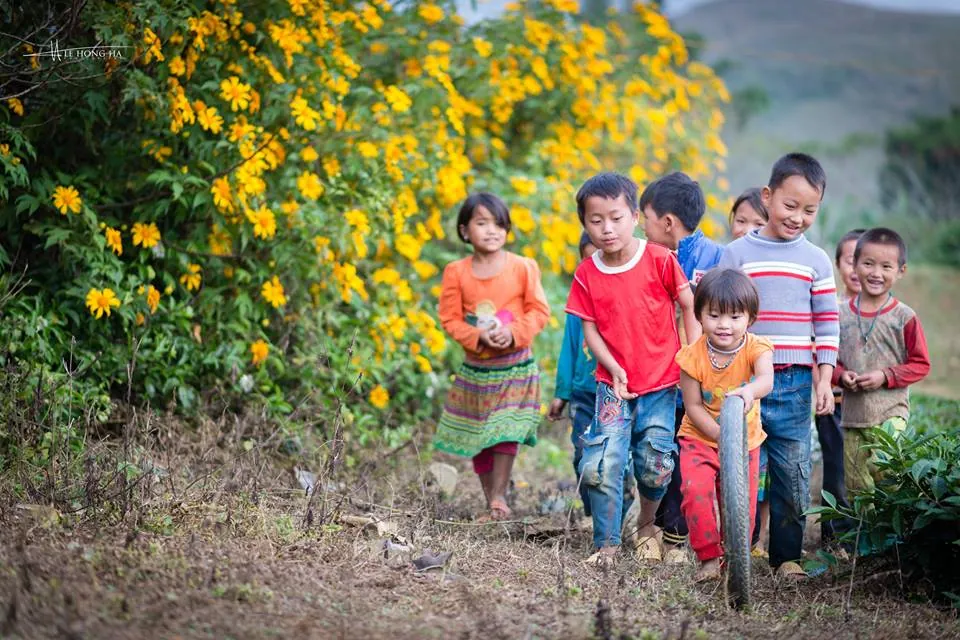 hoa cải trắng và hoa dã quỳ mộc châu