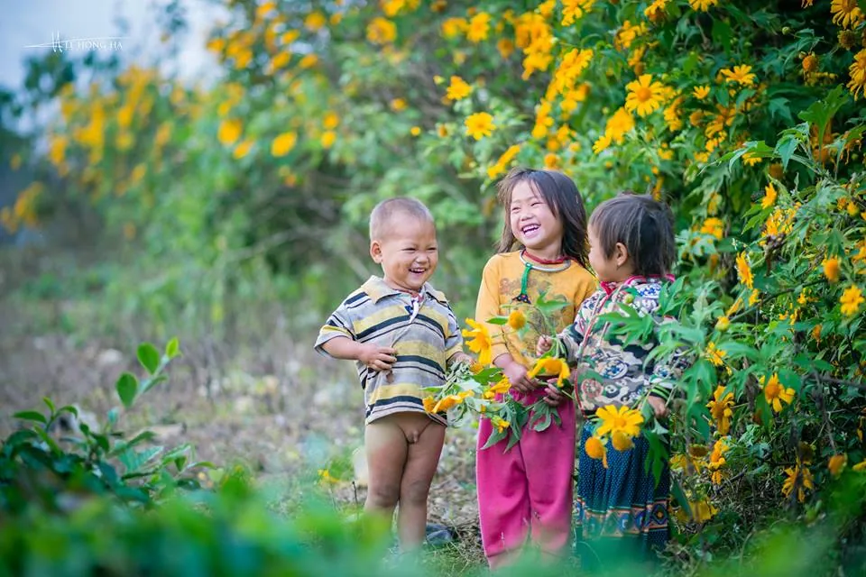 hoa cải trắng và hoa dã quỳ mộc châu
