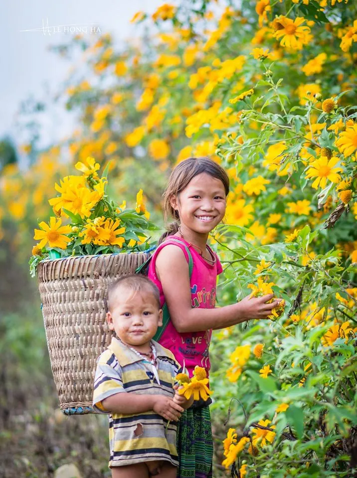 hoa cải trắng và hoa dã quỳ mộc châu
