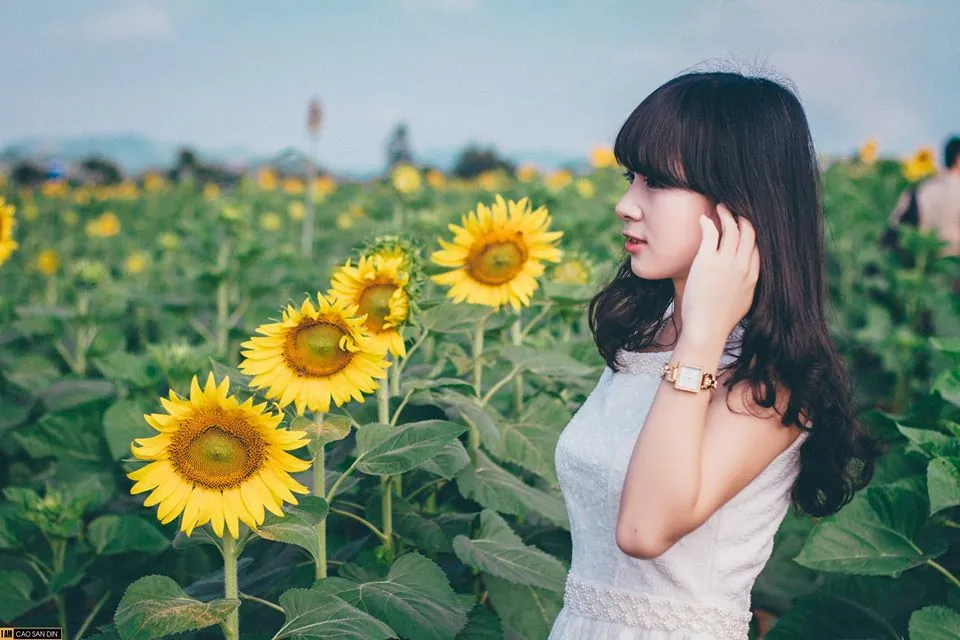 Kinh nghiệm ngắm hoa hướng dương ở Nghệ An kinh nghiệm ngắm hoa hướng dương ở nghệ an