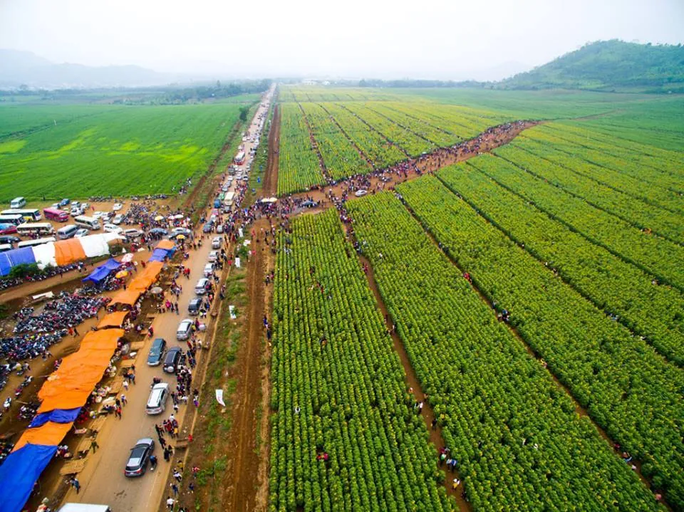 Kinh nghiệm ngắm hoa hướng dương ở Nghệ An kinh nghiệm ngắm hoa hướng dương ở nghệ an
