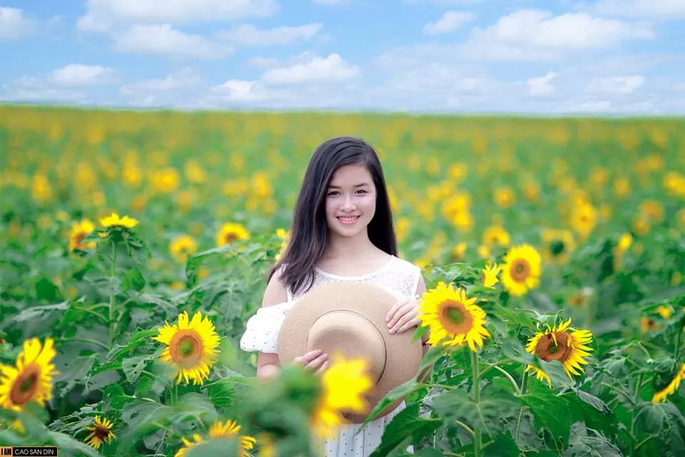 Kinh nghiệm ngắm hoa hướng dương ở Nghệ An kinh nghiệm ngắm hoa hướng dương ở nghệ an