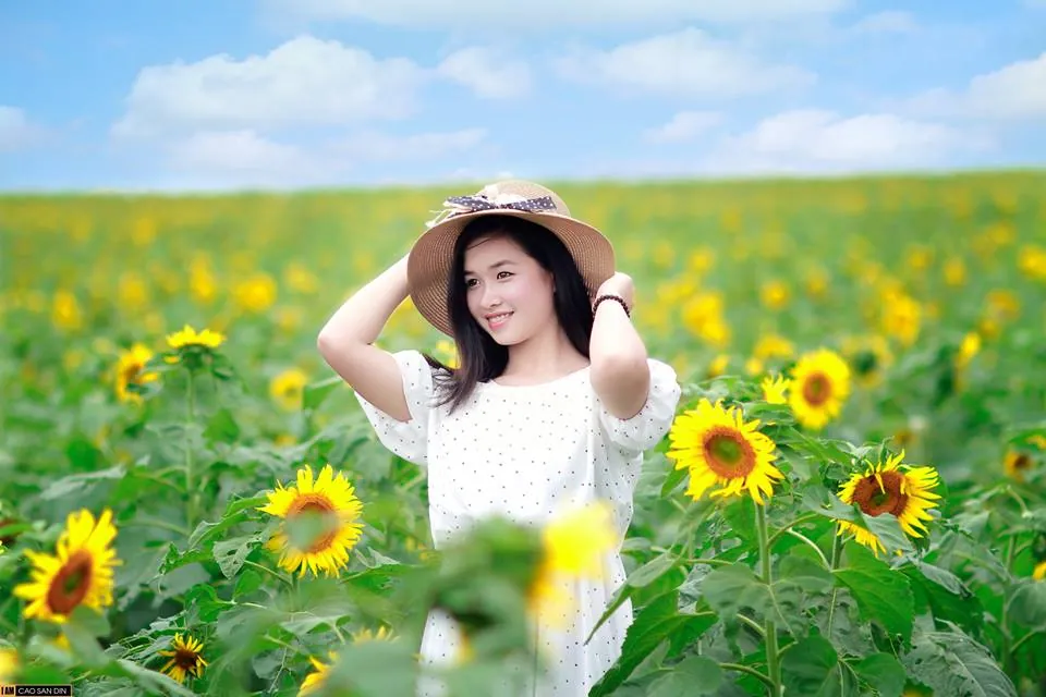 Kinh nghiệm ngắm hoa hướng dương ở Nghệ An kinh nghiệm ngắm hoa hướng dương ở nghệ an