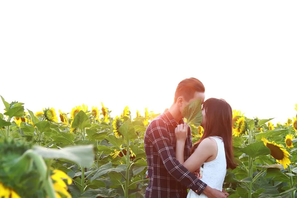 Kinh nghiệm ngắm hoa hướng dương ở Nghệ An kinh nghiệm ngắm hoa hướng dương ở nghệ an