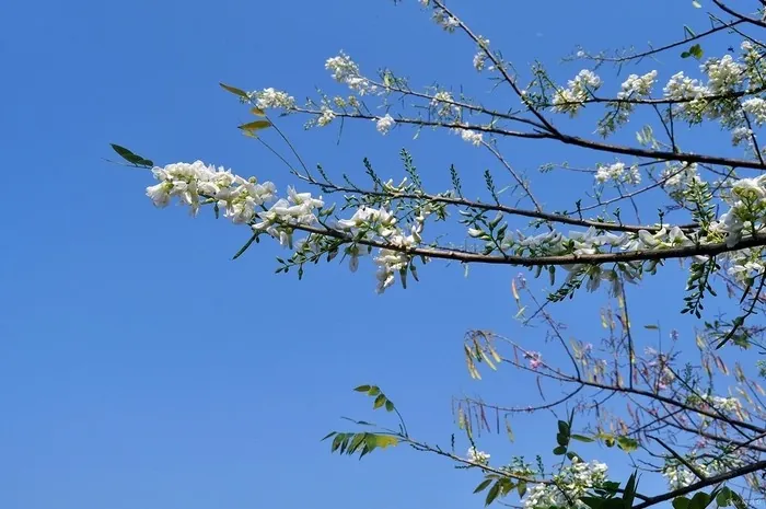 Mùa hoa đỗ mai trên những nẻo đường phố Vũng Tàu