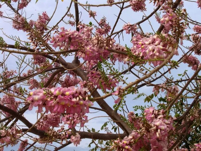 Mùa hoa đỗ mai trên những nẻo đường phố Vũng Tàu