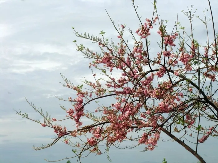 Mùa hoa đỗ mai trên những nẻo đường phố Vũng Tàu