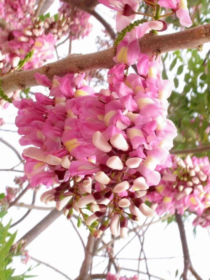 Mùa hoa đỗ mai trên những nẻo đường phố Vũng Tàu