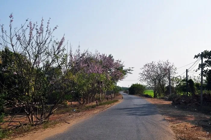 Mùa hoa đỗ mai trên những nẻo đường phố Vũng Tàu