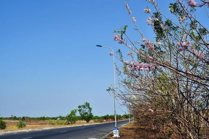 Mùa hoa đỗ mai trên những nẻo đường phố Vũng Tàu