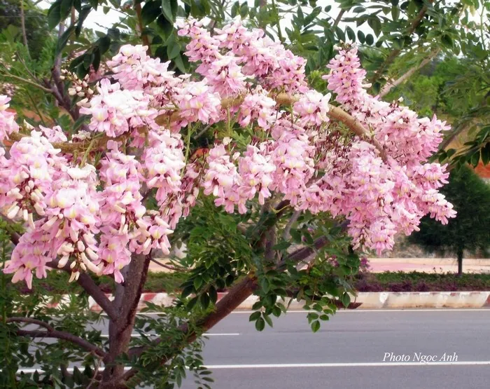 Mùa hoa đỗ mai trên những nẻo đường phố Vũng Tàu