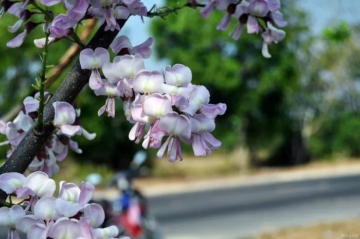 Mùa hoa đỗ mai trên những nẻo đường phố Vũng Tàu