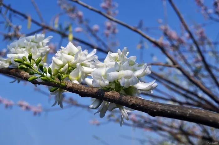 Mùa hoa đỗ mai trên những nẻo đường phố Vũng Tàu
