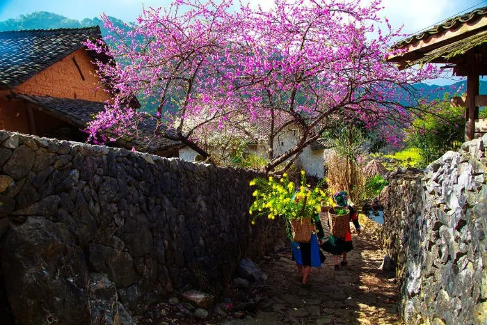 Mùa xuân Sapa lung linh như một bức tranh thơ Kỳ 1