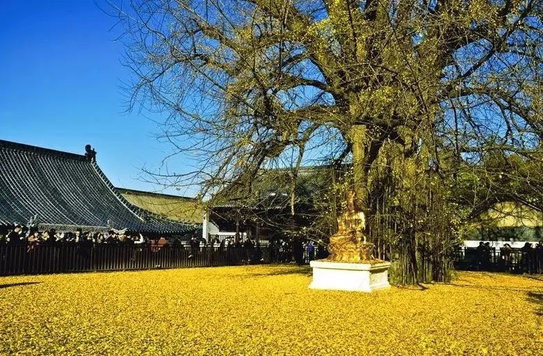Ngắm một số hình ảnh khác của cây ngân hạnh tại chùa Quan Âm: