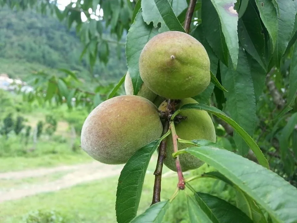 Mường Lống - Điểm phượt mới ở đất Nghệ An Mường Lống Điểm phượt mới ở đất Nghệ An
