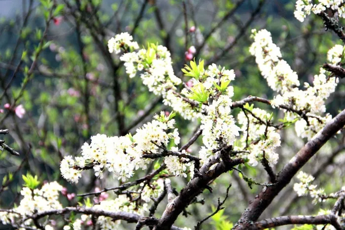 Mường Lống - Điểm phượt mới ở đất Nghệ An Mường Lống Điểm phượt mới ở đất Nghệ An
