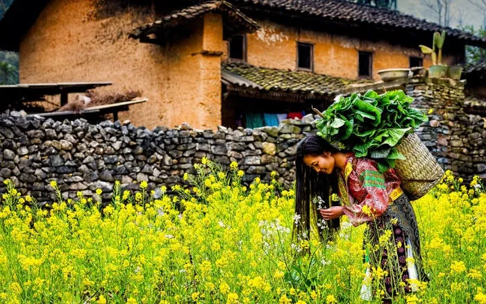 Cuối đông đầu xuân đi tìm những triền hoa quyến rũ những cánh đồng hoa nở cuối đông đầu xuân