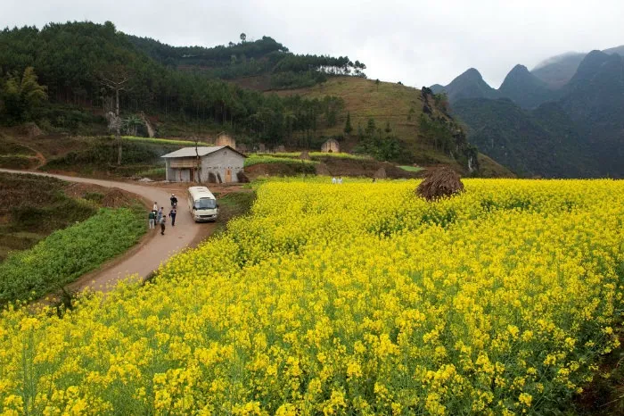 Cuối đông đầu xuân đi tìm những triền hoa quyến rũ những cánh đồng hoa nở cuối đông đầu xuân