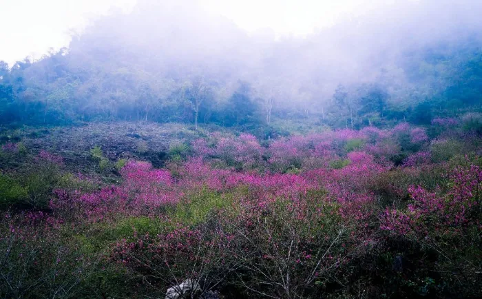 Cuối đông đầu xuân đi tìm những triền hoa quyến rũ những cánh đồng hoa nở cuối đông đầu xuân