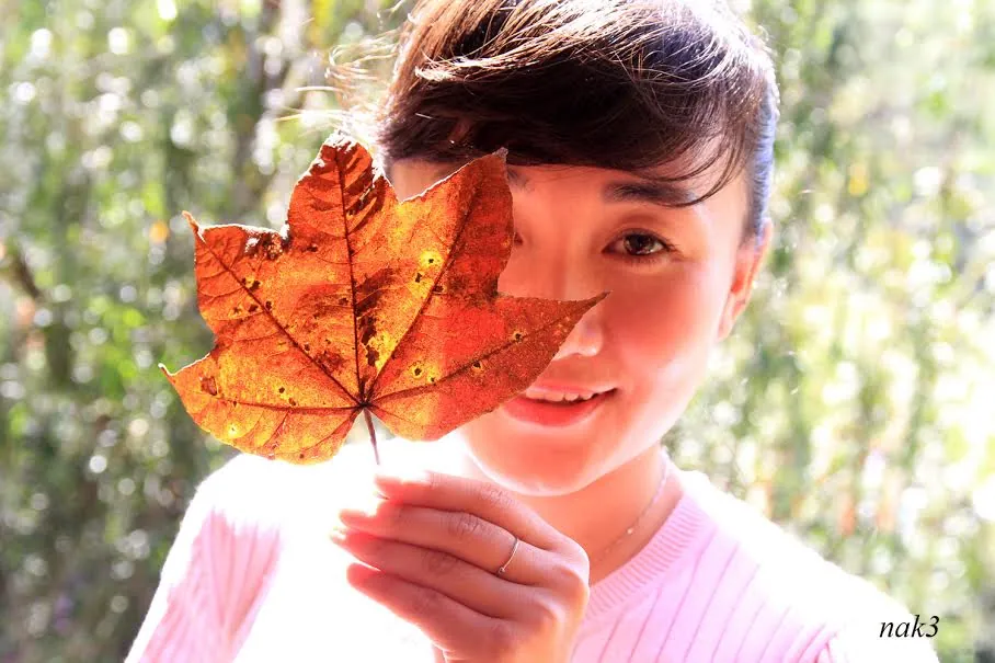 Rực rỡ lá phong Đà Lạt ngày đông Rực rỡ lá phong Đà Lạt ngày đông