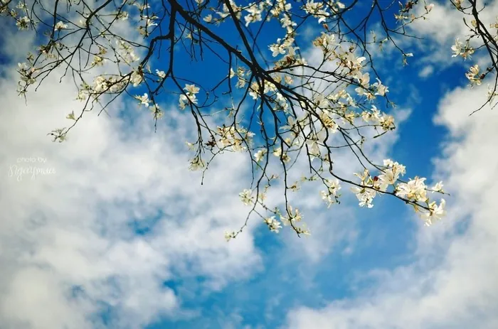 Về Đà Lạt mùa xuân - Ngỡ như lạc bước một thiên đường Về Đà Lạt mùa xuân ngỡ như lạc bước một thiên đường