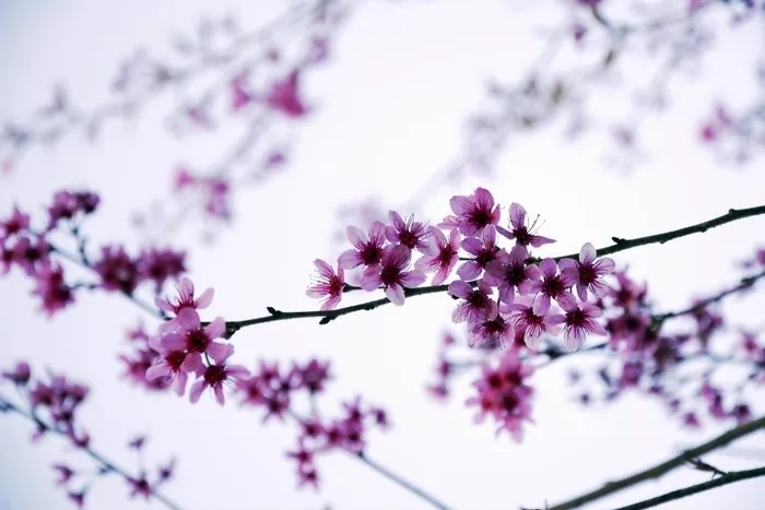 Về Đà Lạt mùa xuân - Ngỡ như lạc bước một thiên đường Về Đà Lạt mùa xuân ngỡ như lạc bước một thiên đường