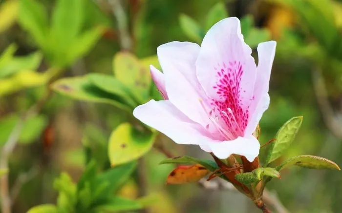 Về Đà Lạt mùa xuân - Ngỡ như lạc bước một thiên đường Về Đà Lạt mùa xuân ngỡ như lạc bước một thiên đường
