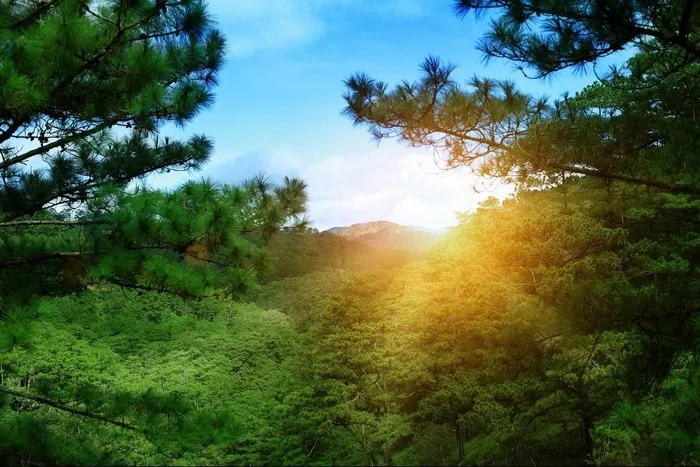 Về Đà Lạt mùa xuân - Ngỡ như lạc bước một thiên đường Về Đà Lạt mùa xuân ngỡ như lạc bước một thiên đường