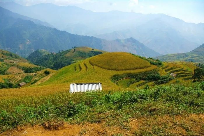 Vẻ đẹp của những đồng lúa vàng rực rỡ ngày cuối năm Vẻ đẹp của những đồng lúa vàng rực rỡ ngày cuối năm