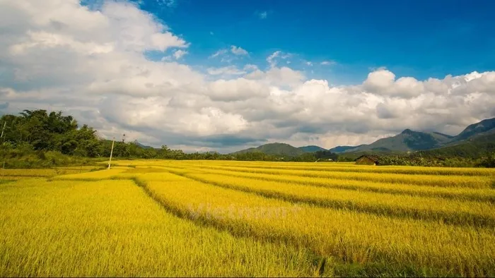 Vẻ đẹp của những đồng lúa vàng rực rỡ ngày cuối năm Vẻ đẹp của những đồng lúa vàng rực rỡ ngày cuối năm