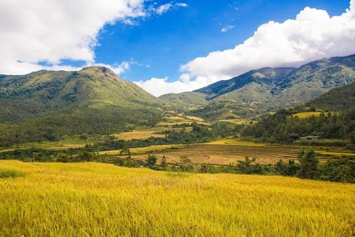 Vẻ đẹp của những đồng lúa vàng rực rỡ ngày cuối năm Vẻ đẹp của những đồng lúa vàng rực rỡ ngày cuối năm
