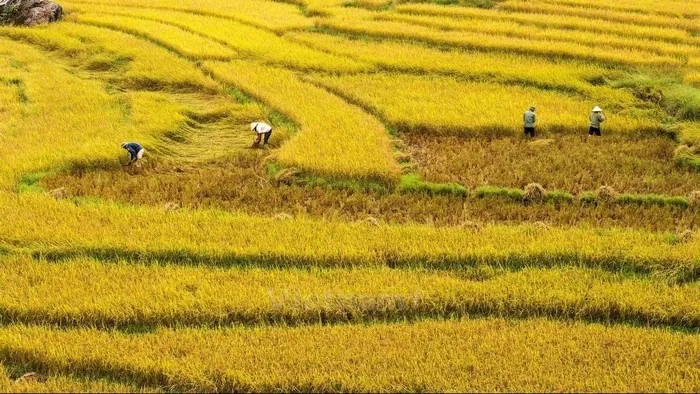 Vẻ đẹp của những đồng lúa vàng rực rỡ ngày cuối năm Vẻ đẹp của những đồng lúa vàng rực rỡ ngày cuối năm
