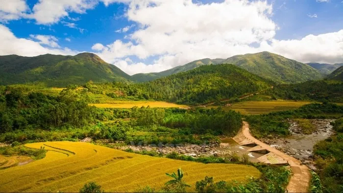 Vẻ đẹp của những đồng lúa vàng rực rỡ ngày cuối năm Vẻ đẹp của những đồng lúa vàng rực rỡ ngày cuối năm