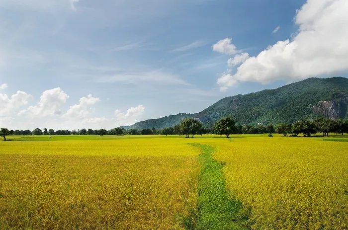 Vẻ đẹp của những đồng lúa vàng rực rỡ ngày cuối năm Vẻ đẹp của những đồng lúa vàng rực rỡ ngày cuối năm