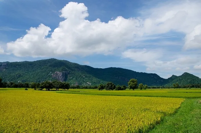Vẻ đẹp của những đồng lúa vàng rực rỡ ngày cuối năm Vẻ đẹp của những đồng lúa vàng rực rỡ ngày cuối năm