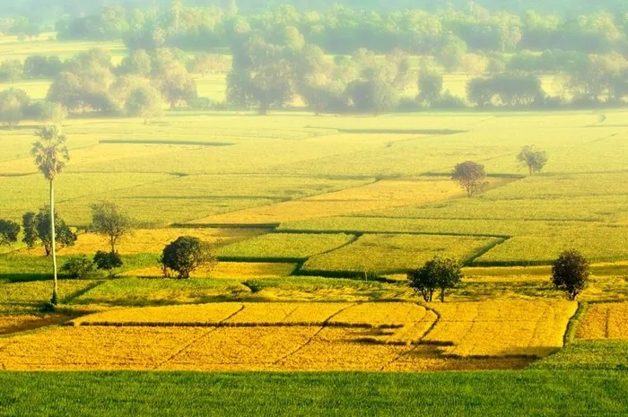 Vẻ đẹp của những đồng lúa vàng rực rỡ ngày cuối năm Vẻ đẹp của những đồng lúa vàng rực rỡ ngày cuối năm