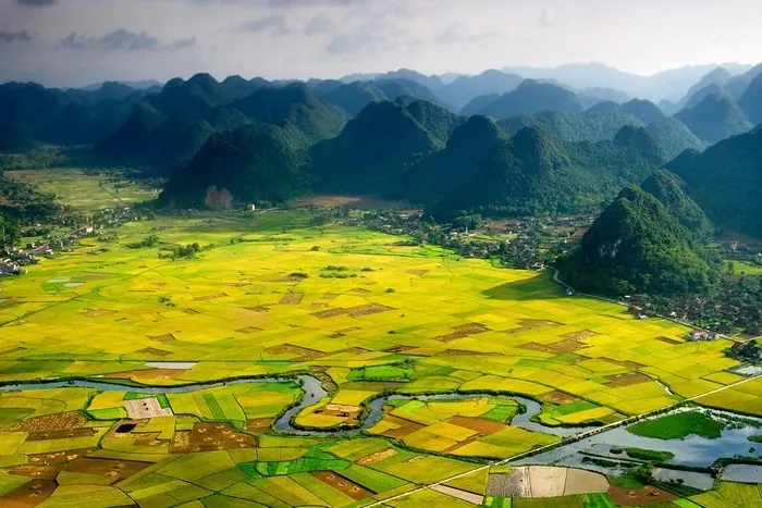 Vẻ đẹp của những đồng lúa vàng rực rỡ ngày cuối năm Vẻ đẹp của những đồng lúa vàng rực rỡ ngày cuối năm