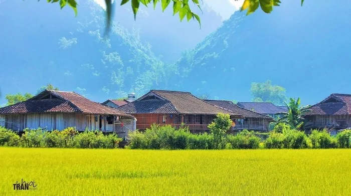 Vẻ đẹp của những đồng lúa vàng rực rỡ ngày cuối năm Vẻ đẹp của những đồng lúa vàng rực rỡ ngày cuối năm